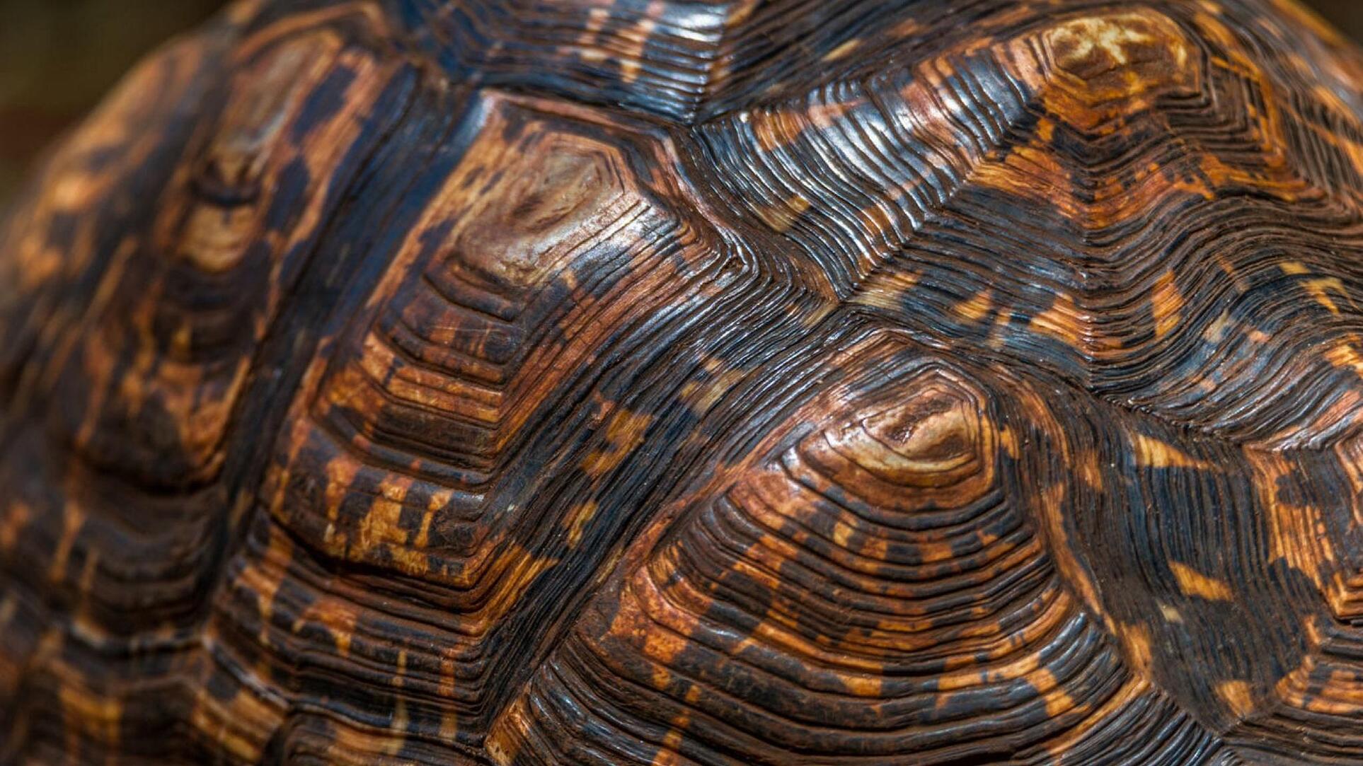 A brown tortoise shell showing the origins behind tortoise shell pattern glasses.